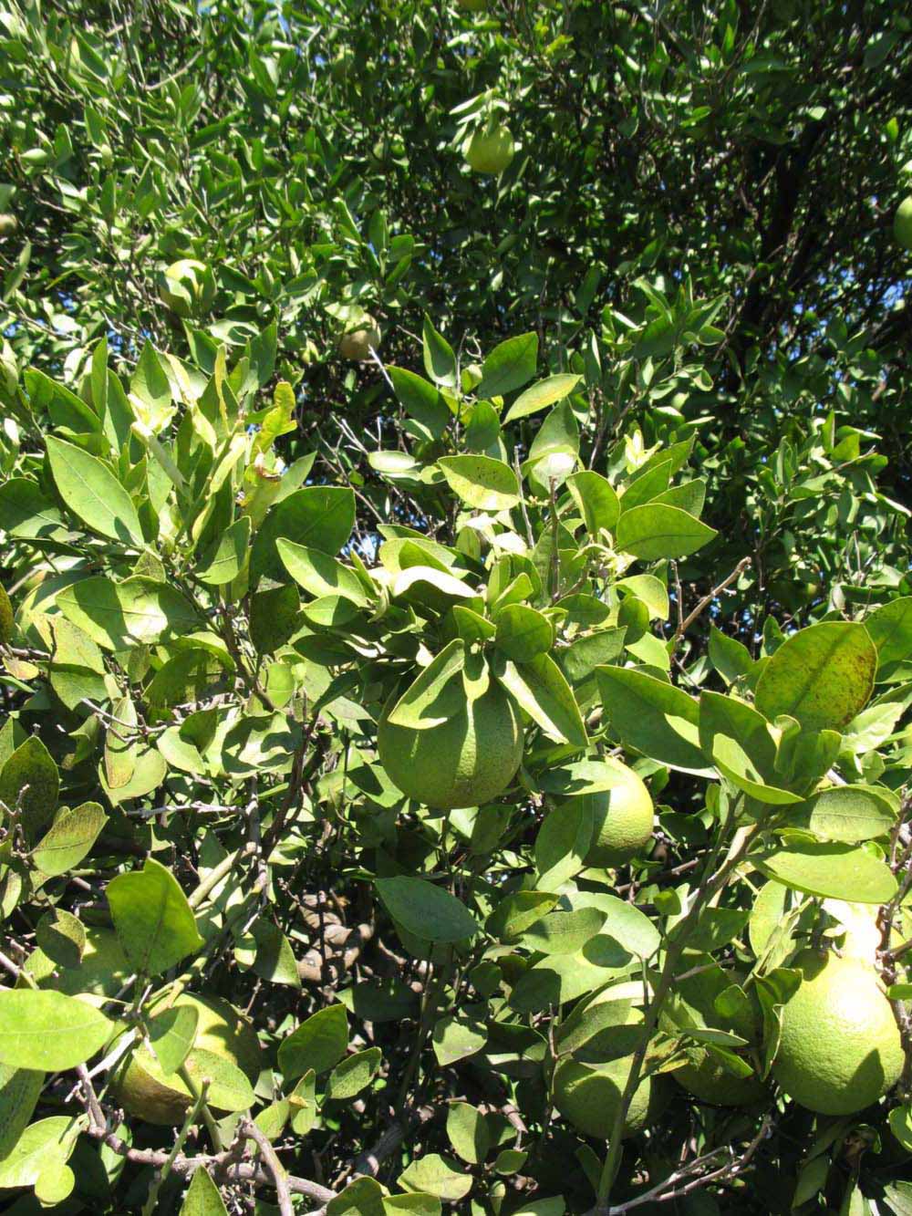              Sun leaves (Winter Haven, FL)       